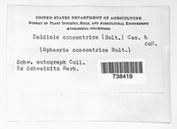 Daldinia concentrica image